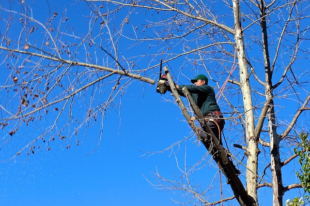 ​Tree Trimming in Richmond Hill